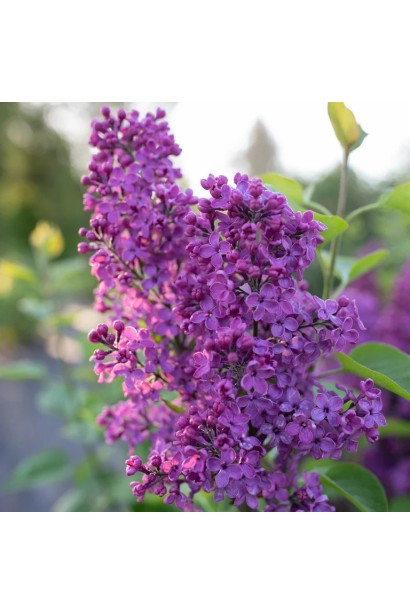 Бузок Анденкен ан Людвіг Шпет опис